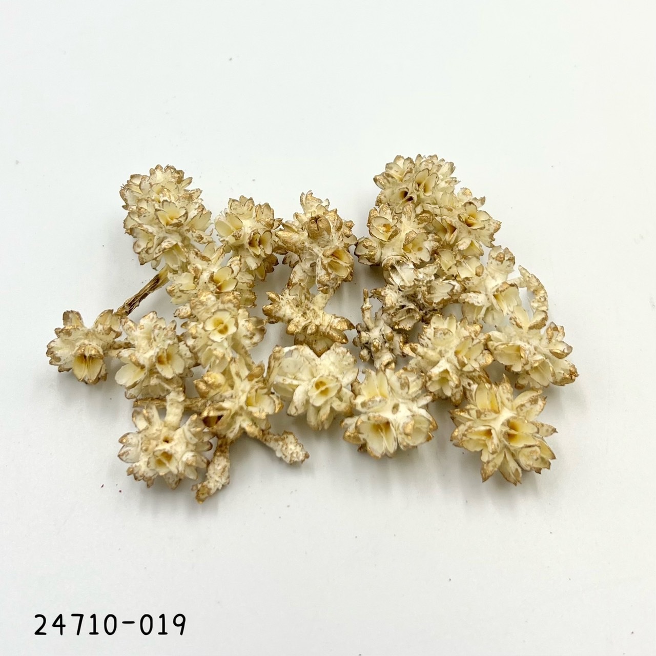 日本花核果 24710-019