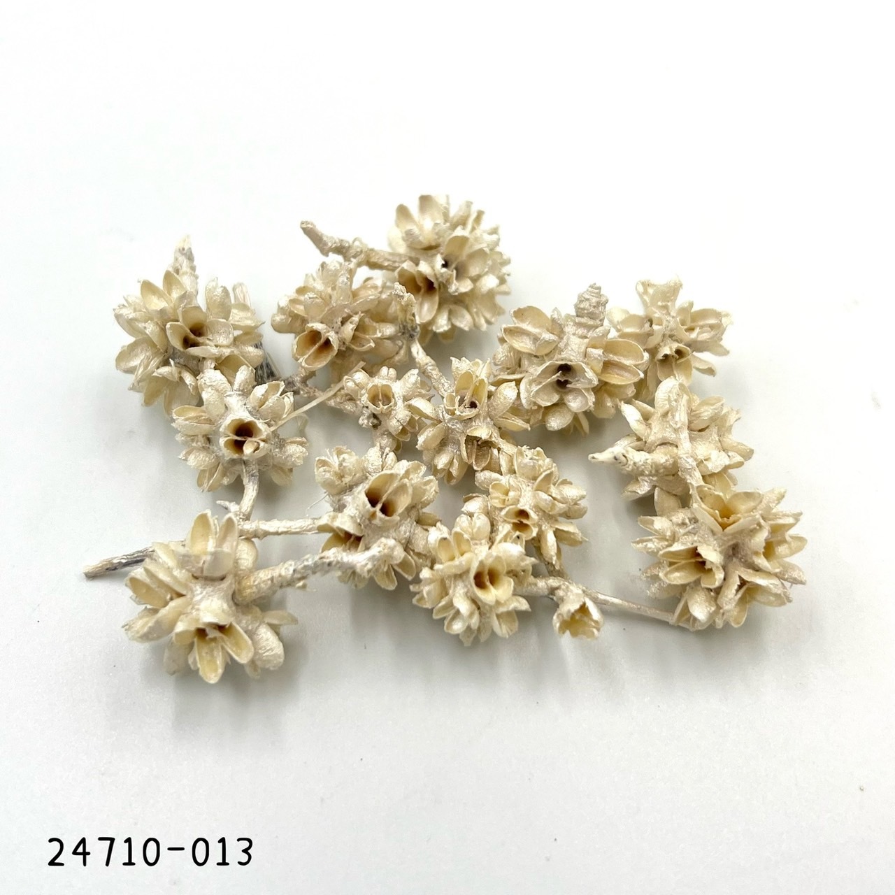 日本花核果 24710-013