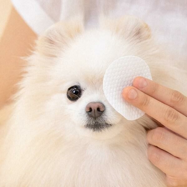 Jungle Monster韓國寵物眼部淚痕清潔棉濕紙巾 70片（貓狗適用）