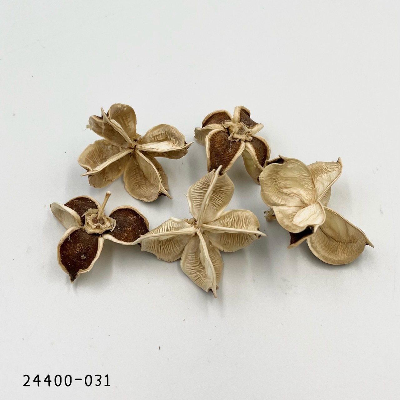 日本乾燥棉花殼 24400-031