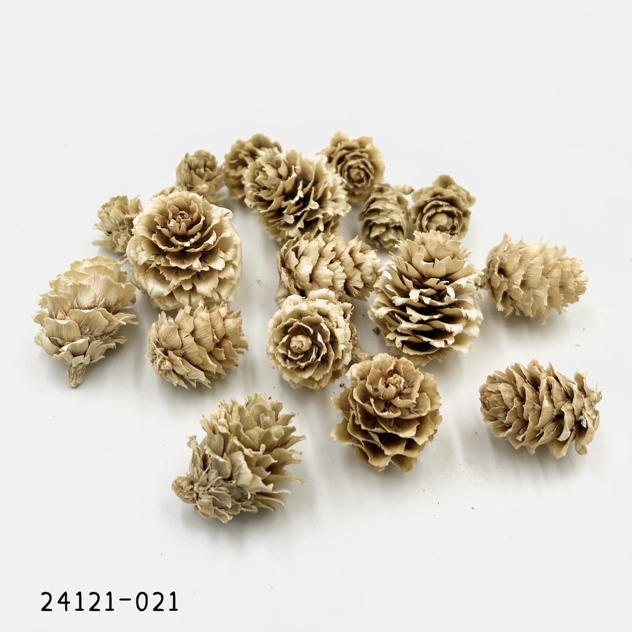 日本乾燥落羽松松果 24121-021