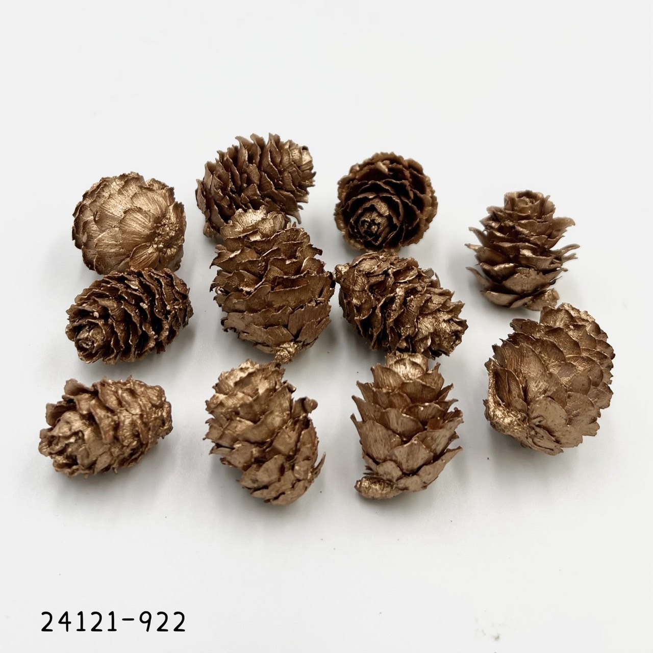 日本乾燥落羽松松果 24121-922