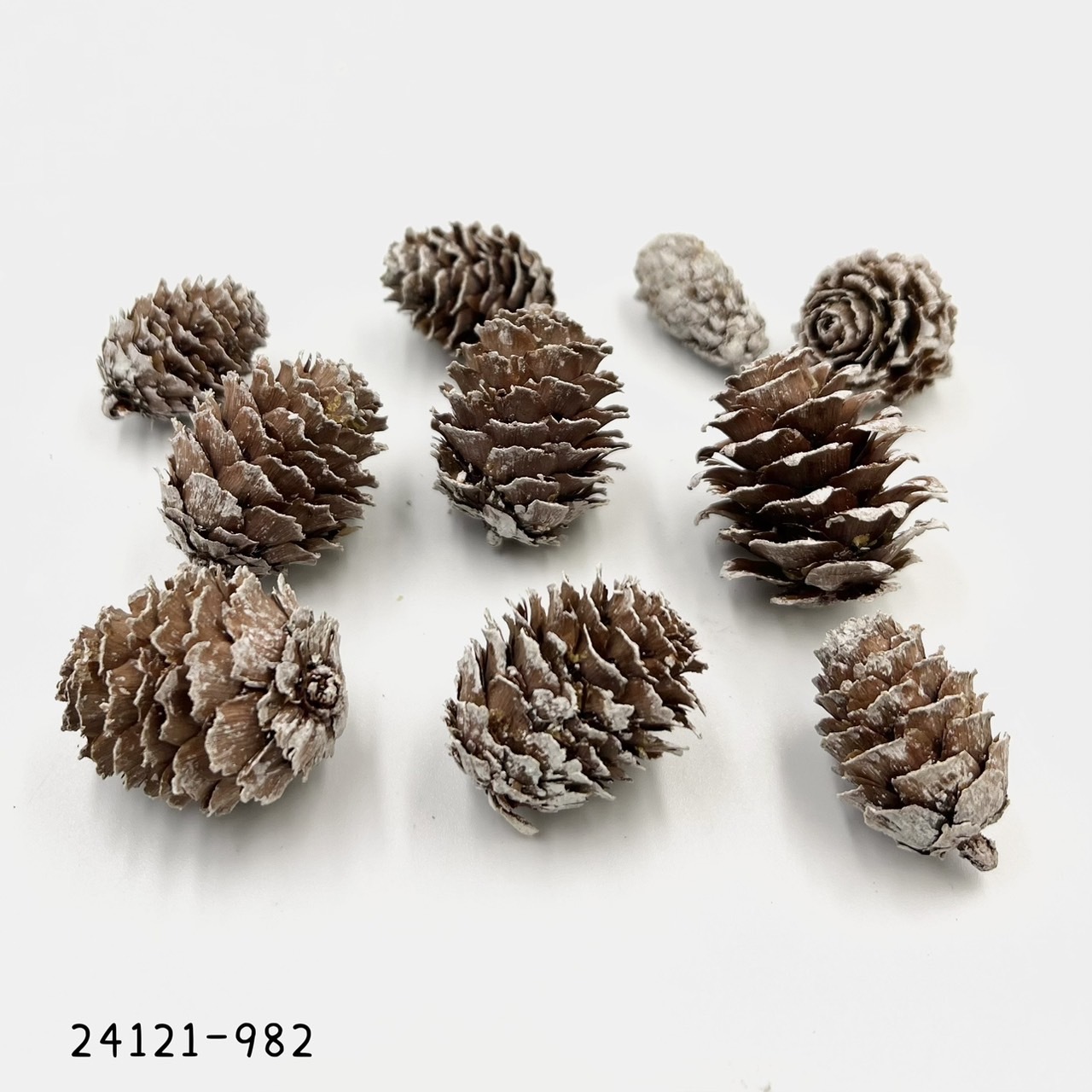 日本乾燥落羽松松果 24121-982