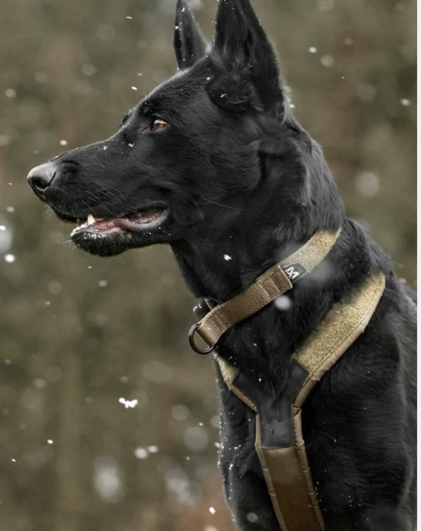 【Non-stop dogwear】SOLID 可調節項圈 / WD 工作犬系列(微微瑕疵）