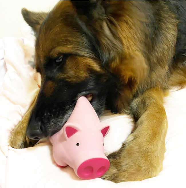 PLATZ-粉紅噗噗豬