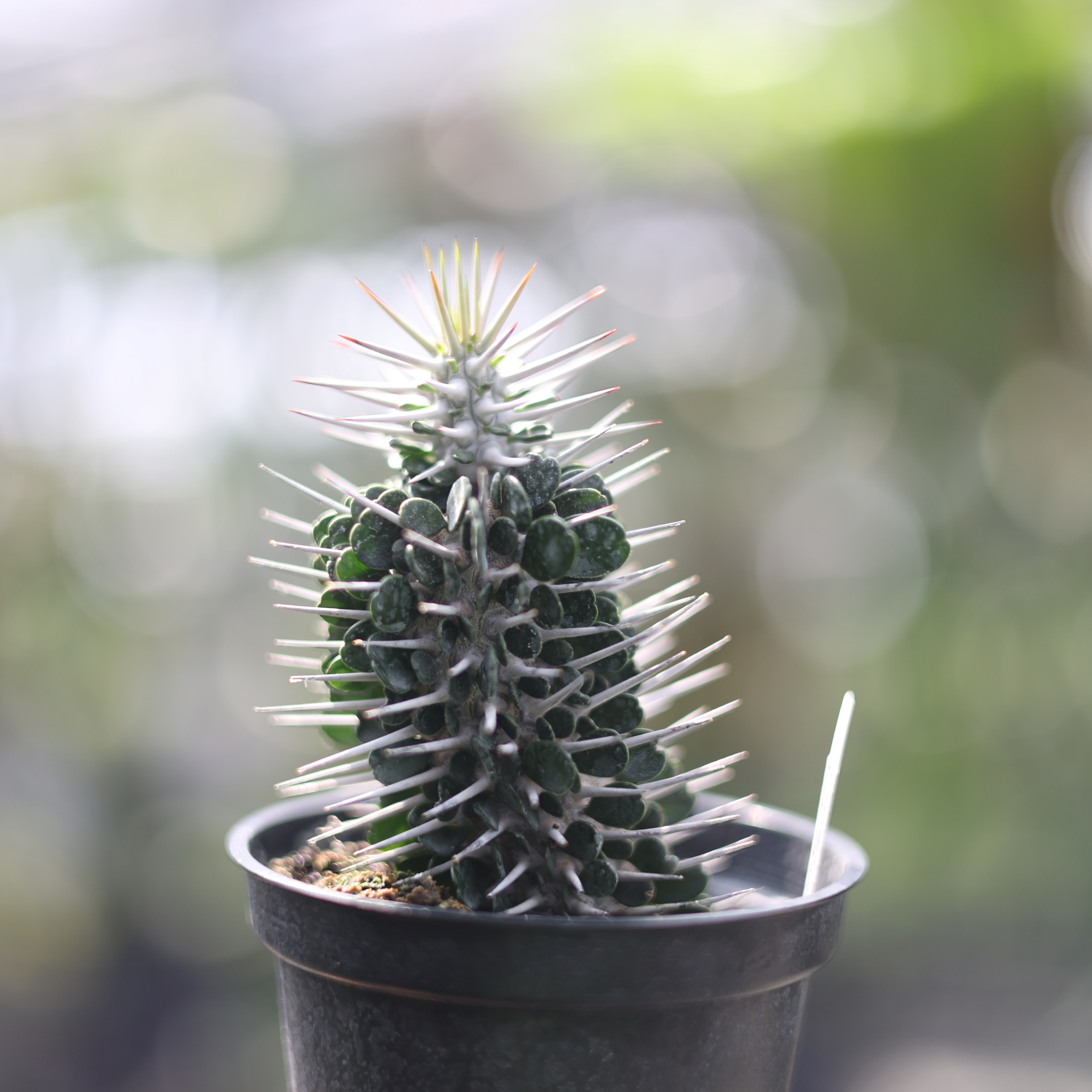 魔針地獄3吋盆塊根植物多肉植物多肉盆栽療癒陽台植物植栽園藝