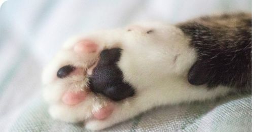 貓肉球脫皮、貓肉球受傷怎麼辦