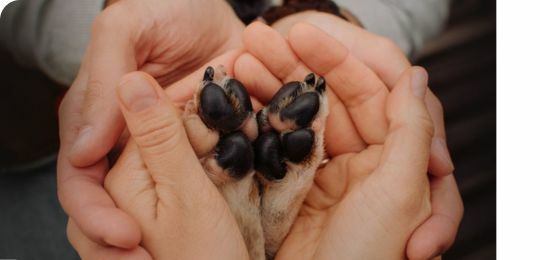 狗狗肉墊脫落、受傷該怎麼辦