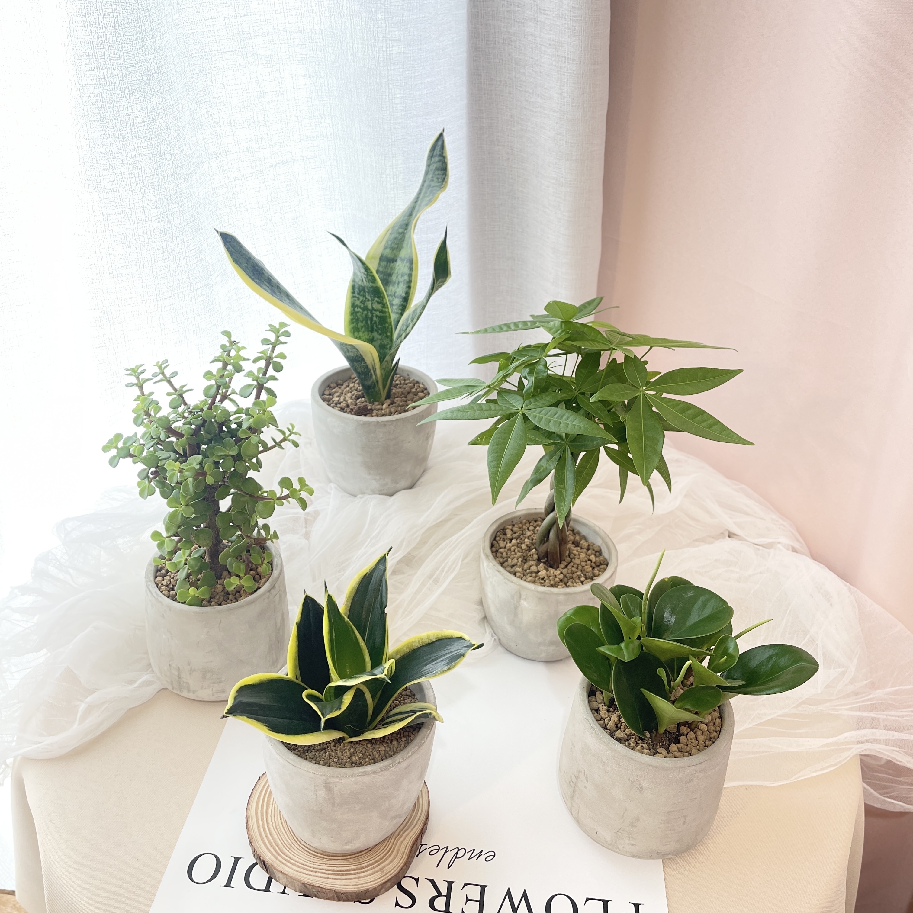 PD82｜自然系水泥盆栽