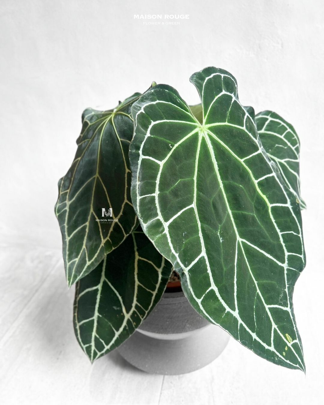 貳樓有花・南美水晶花燭