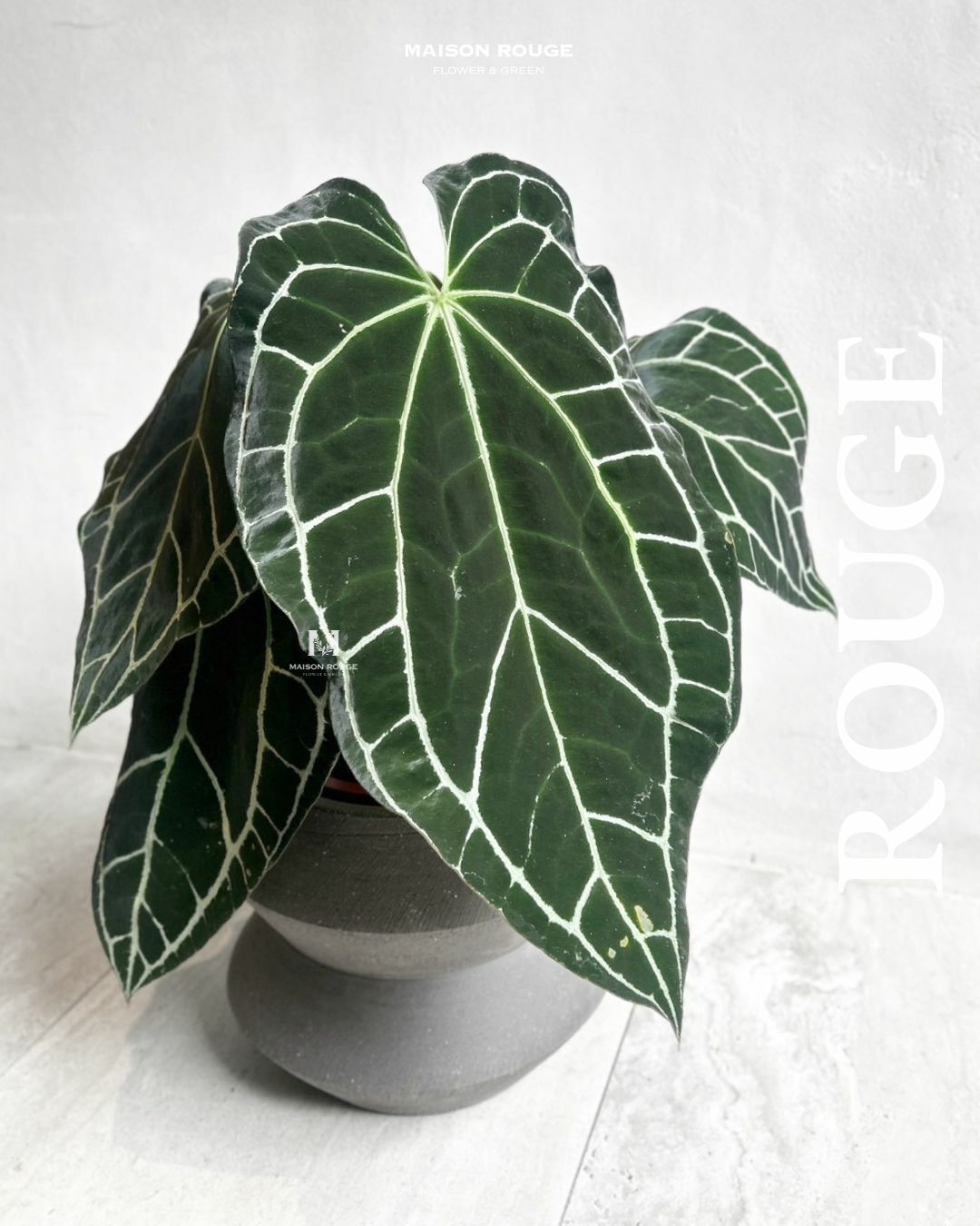 貳樓有花・南美水晶花燭