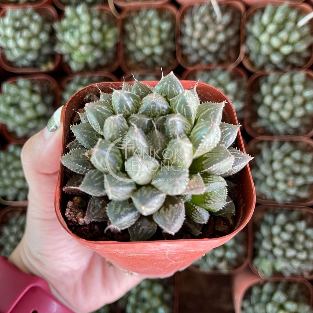 サボテン・多肉植物 図鑑「Cacti & Succulents」 サボテン・多肉植物 図鑑「Cacti & Succulents」 超人気の雑貨店