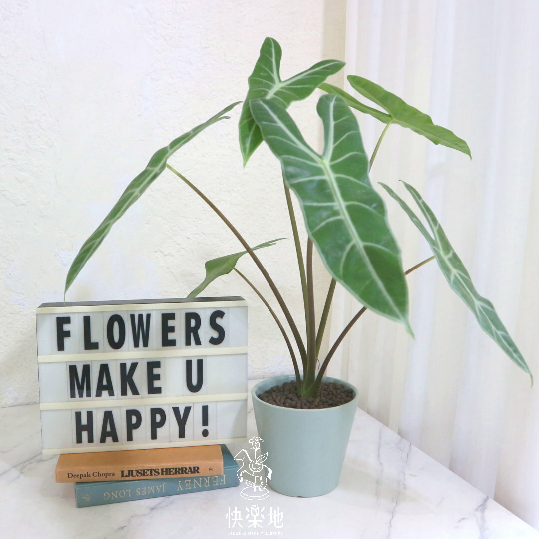 纖綠之舞 I 銀脈劍葉觀音蓮 GP240988