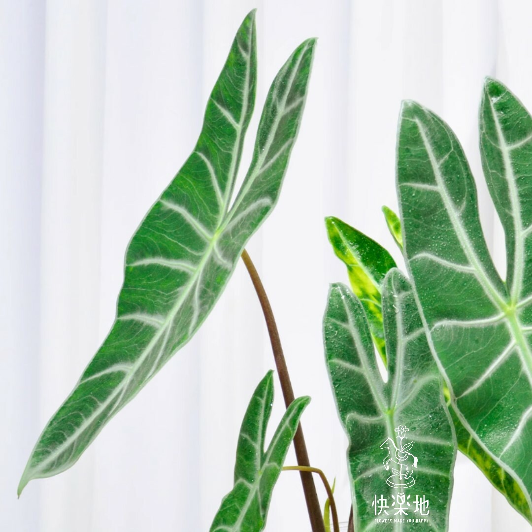 纖綠之舞 I 銀脈劍葉觀音蓮 GP240988