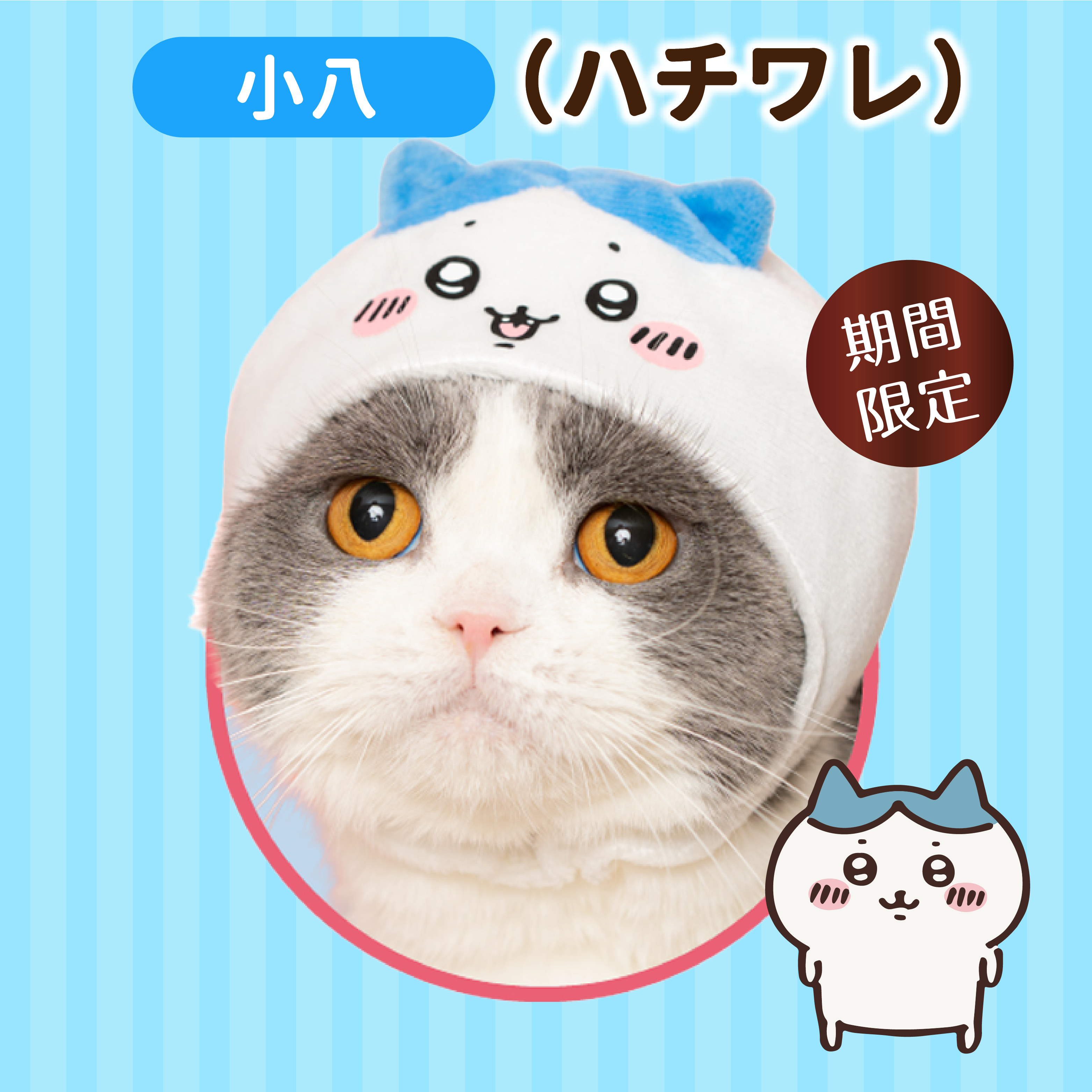 日本 Chiikawa｜小八貓 (ハチワレ) 貓貓頭套