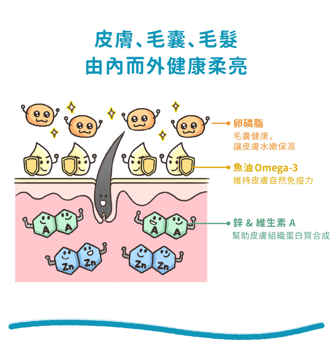 皮膚、毛囊、毛髮 由內而外健康柔亮 卵磷脂 毛囊健康,讓皮膚水嫩保濕 魚油 Omega-3 維持皮膚自然免疫力 鋅 & 維生素 A 幫助皮膚組織蛋白質合成