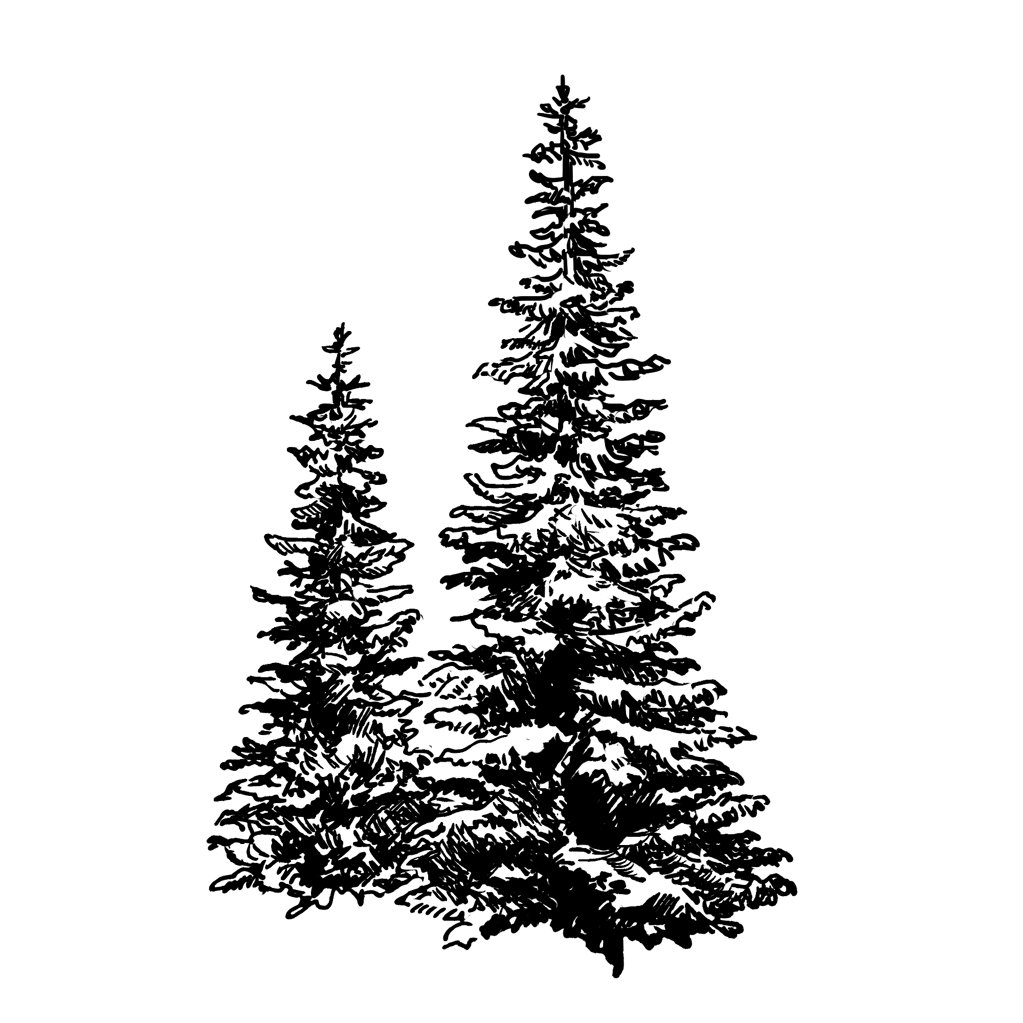 單方精油｜西伯利亞冷杉-特級 10ml