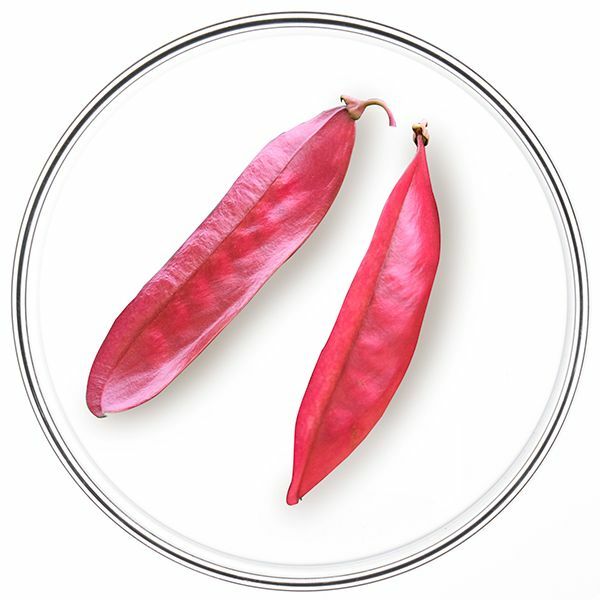 塔拉果單寧 和 向日葵幼苗萃取