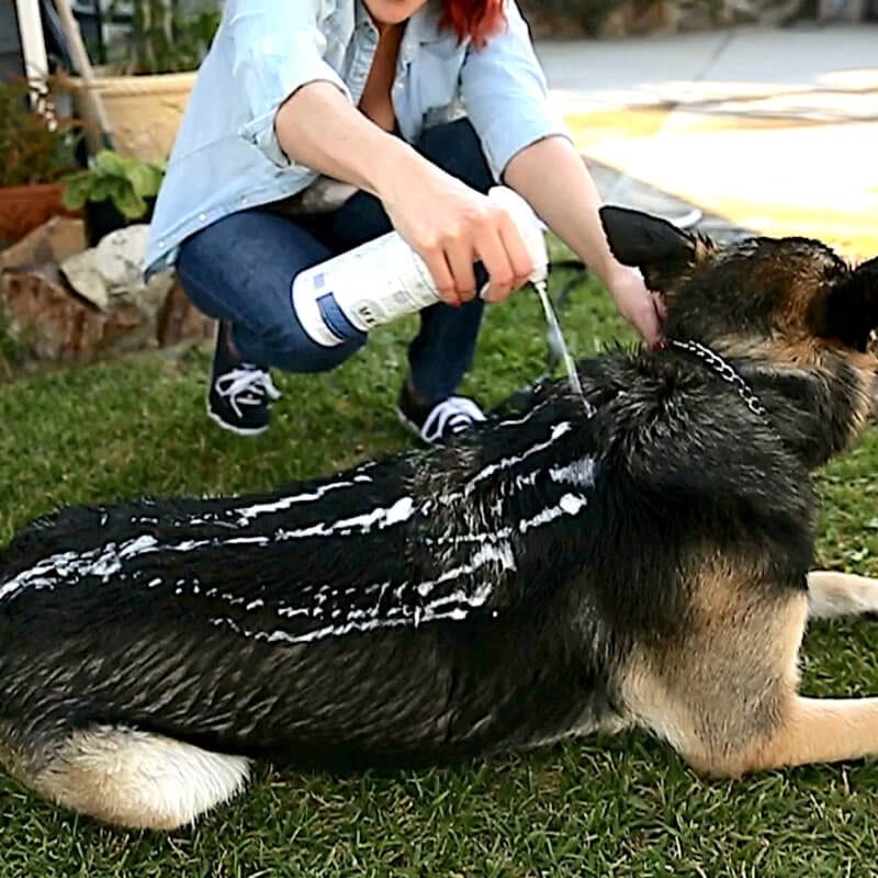 Vetericyn Plus 泡泡寵物洗毛液 473ml（適合短毛貓狗種）