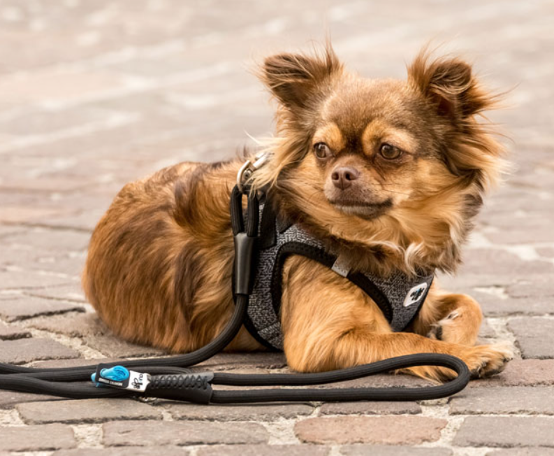 Curli 可調節援衝拖帶 墨綠色