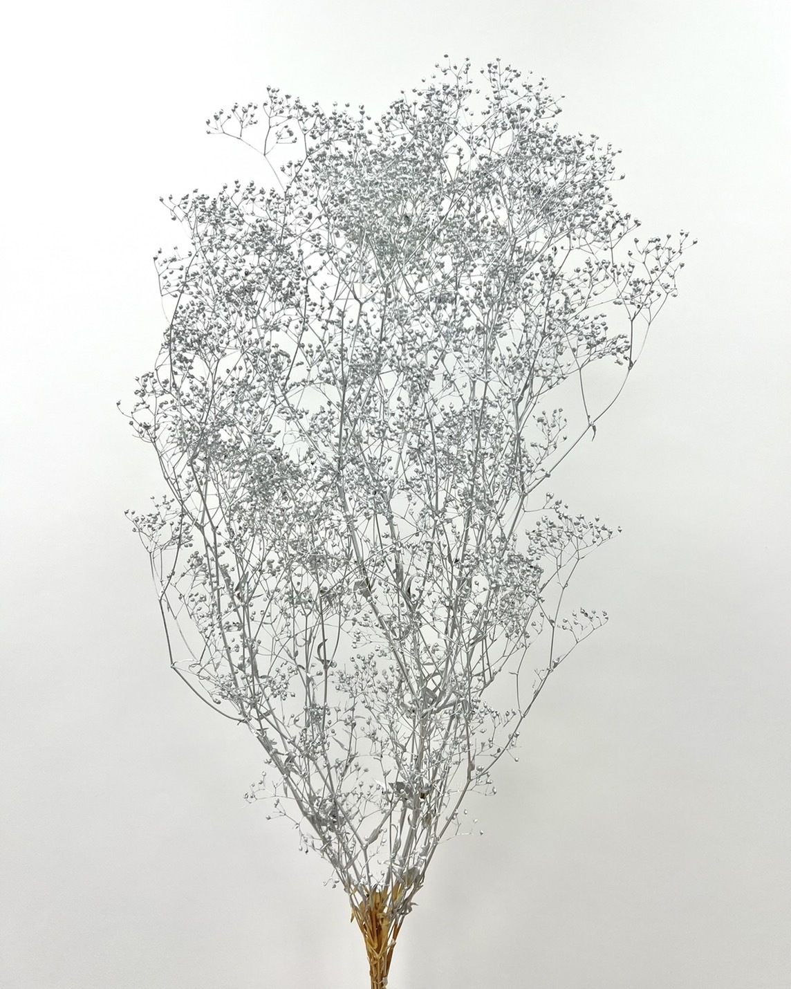 日本不凋迷你滿天星 00020-912