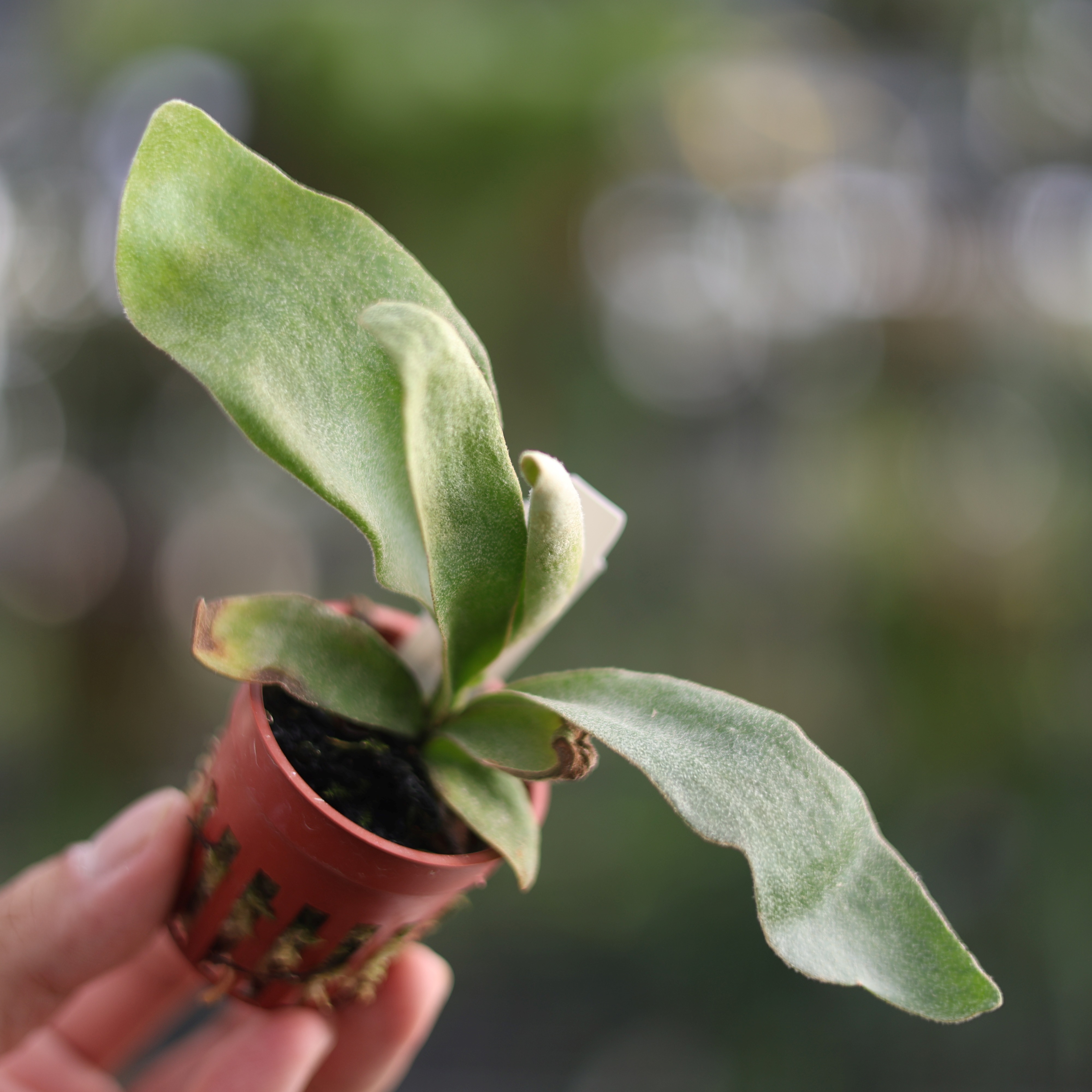 佩德羅鹿角蕨P.Pedro Tatsuta 1.7吋盆苗鹿角蕨上板上板植物園藝療癒