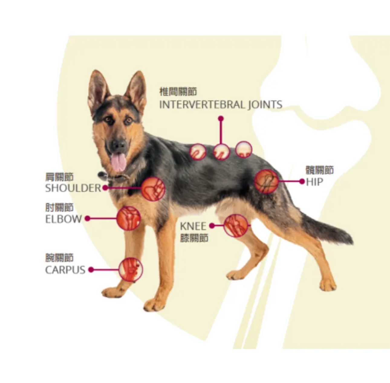Solano Goflex高飛 關節頸圈 增強關節活動能力（大型犬8kg以上適用）
