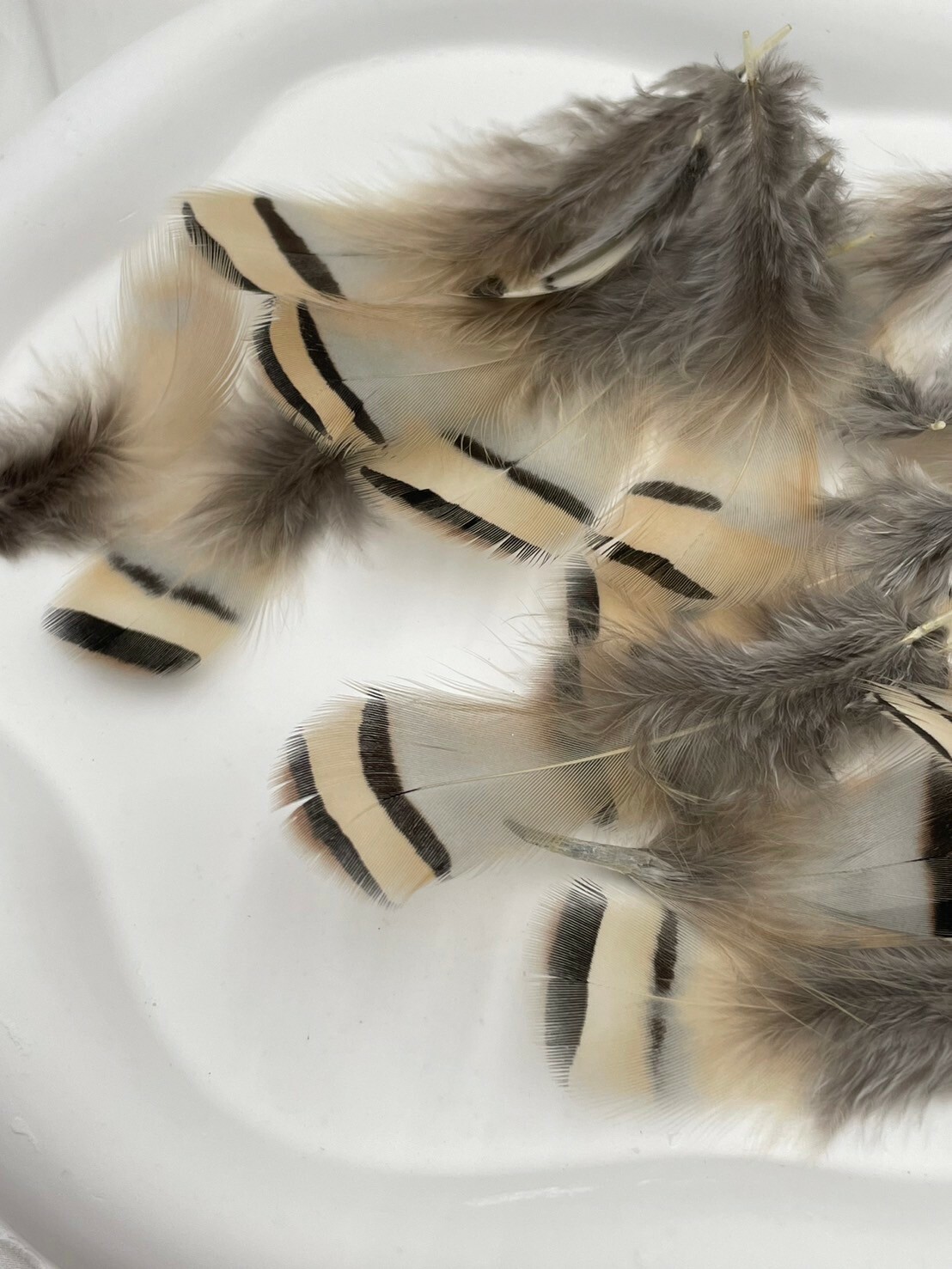 石雞毛.約4-7cm約50根入