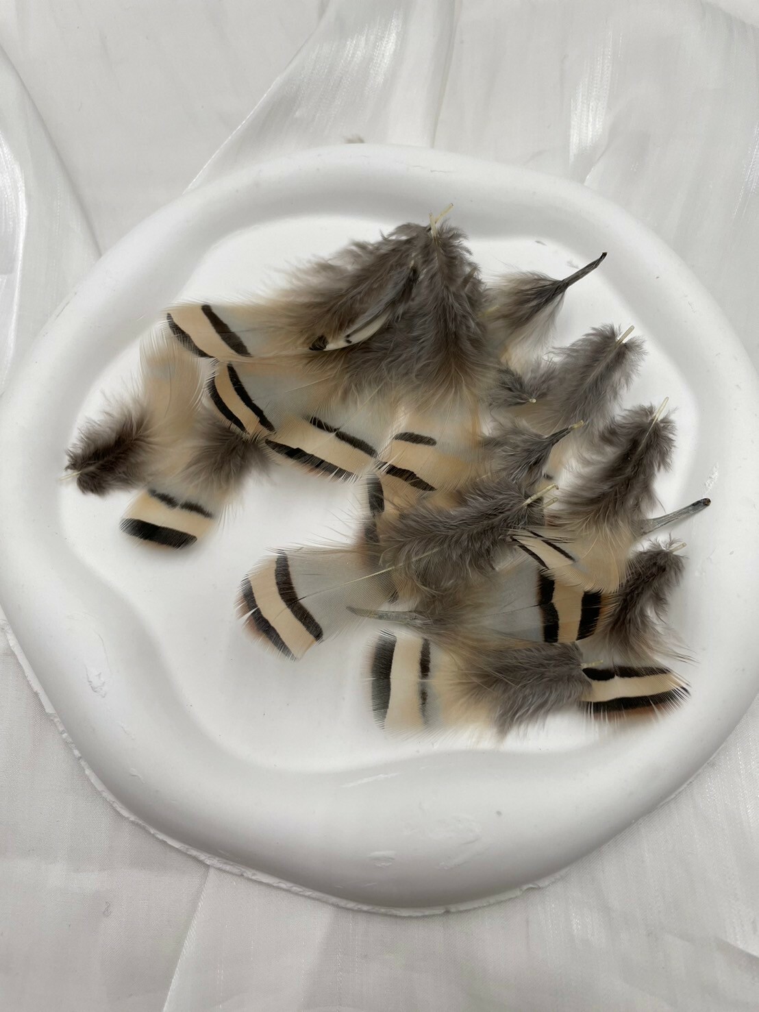 石雞毛.約4-7cm約50根入