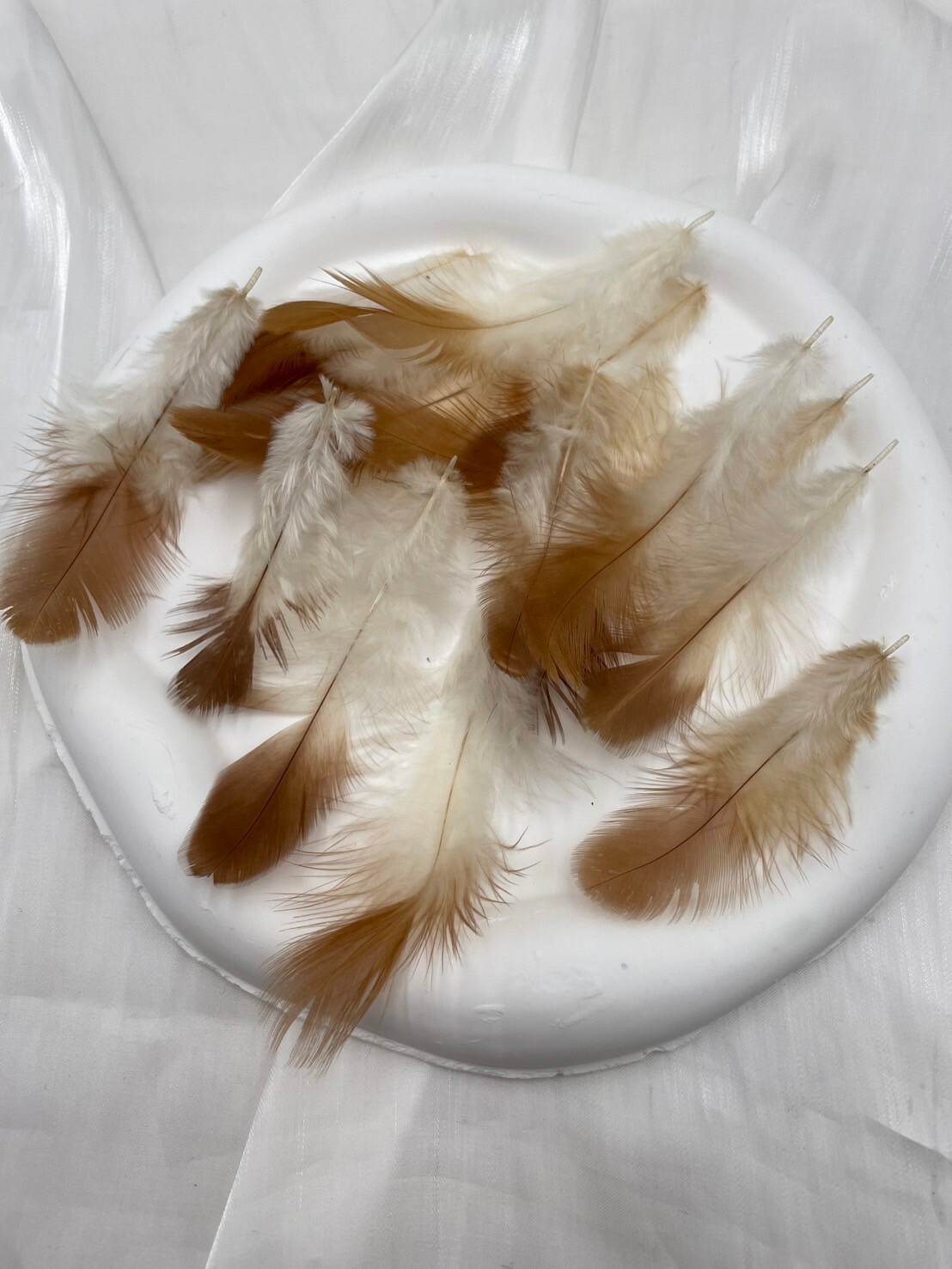 紅婆毛.約6-10cm約100根入