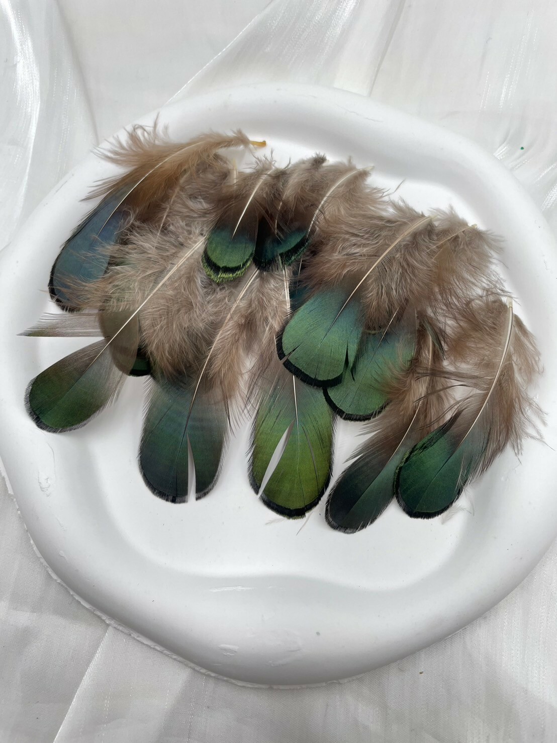 綠片毛.約4-8cm約50根入