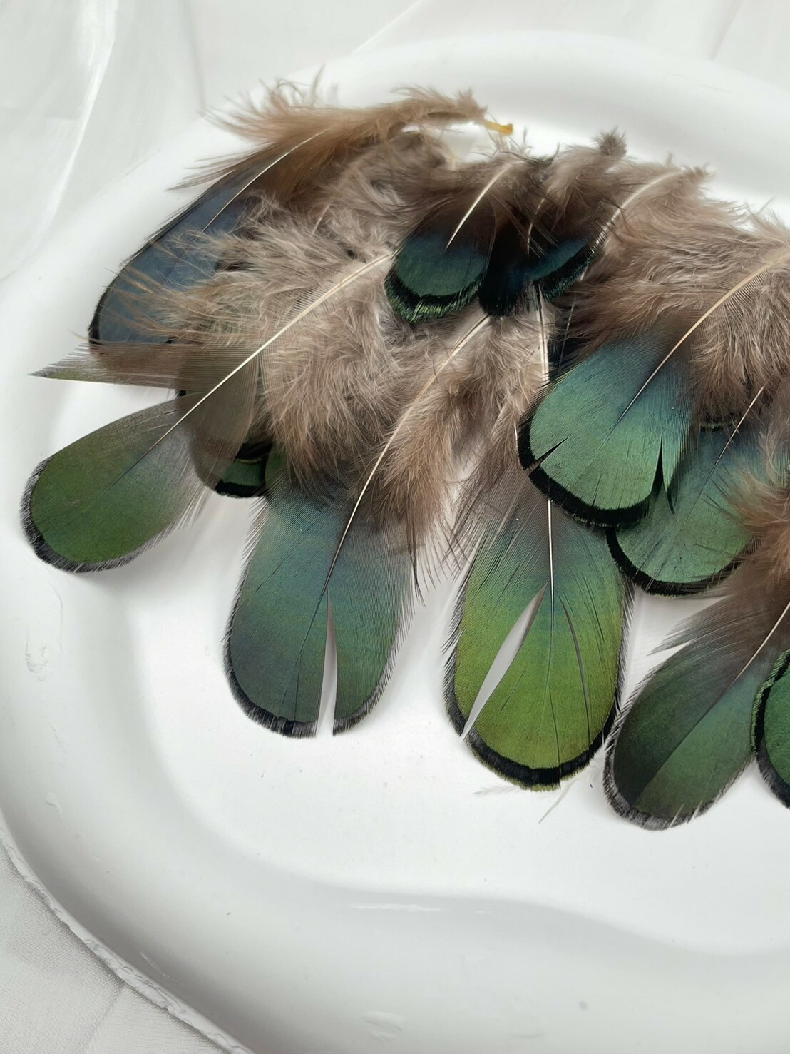 綠片毛.約4-8cm約50根入