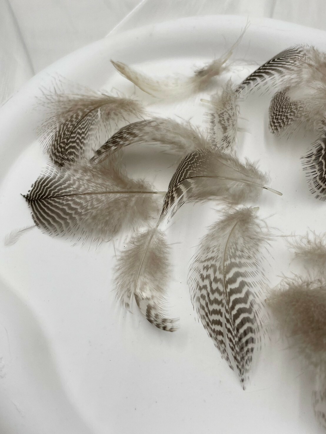 野鴨毛.約4-8cm約50根入