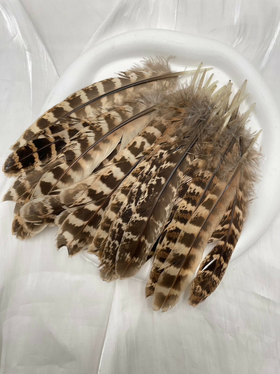 母雞窩翎.約10-15cm