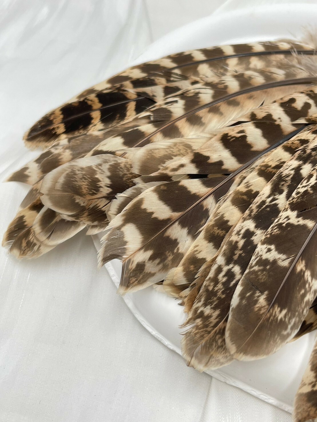 母雞窩翎.約10-15cm