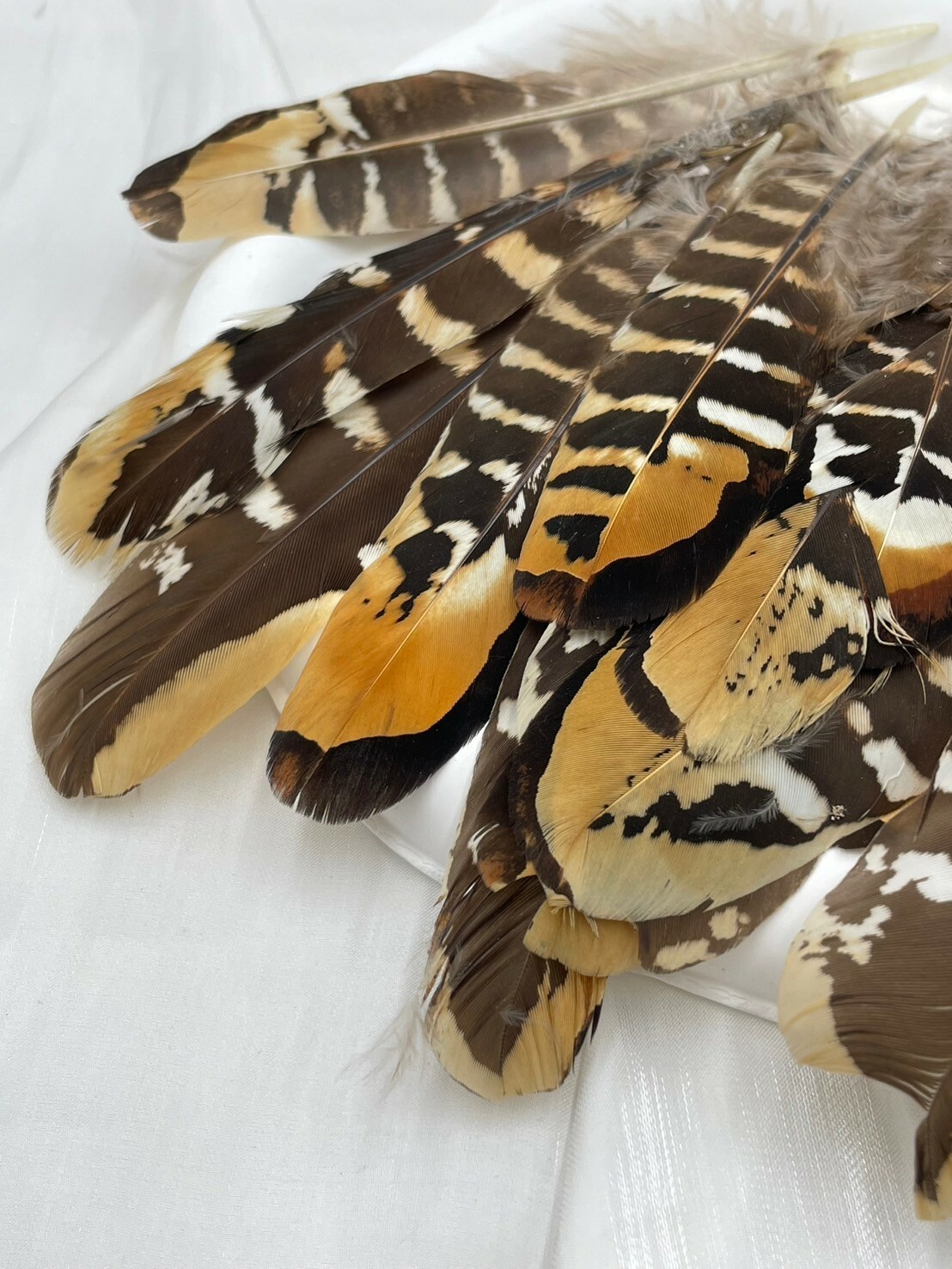 地雞窩翎.約16-18cm