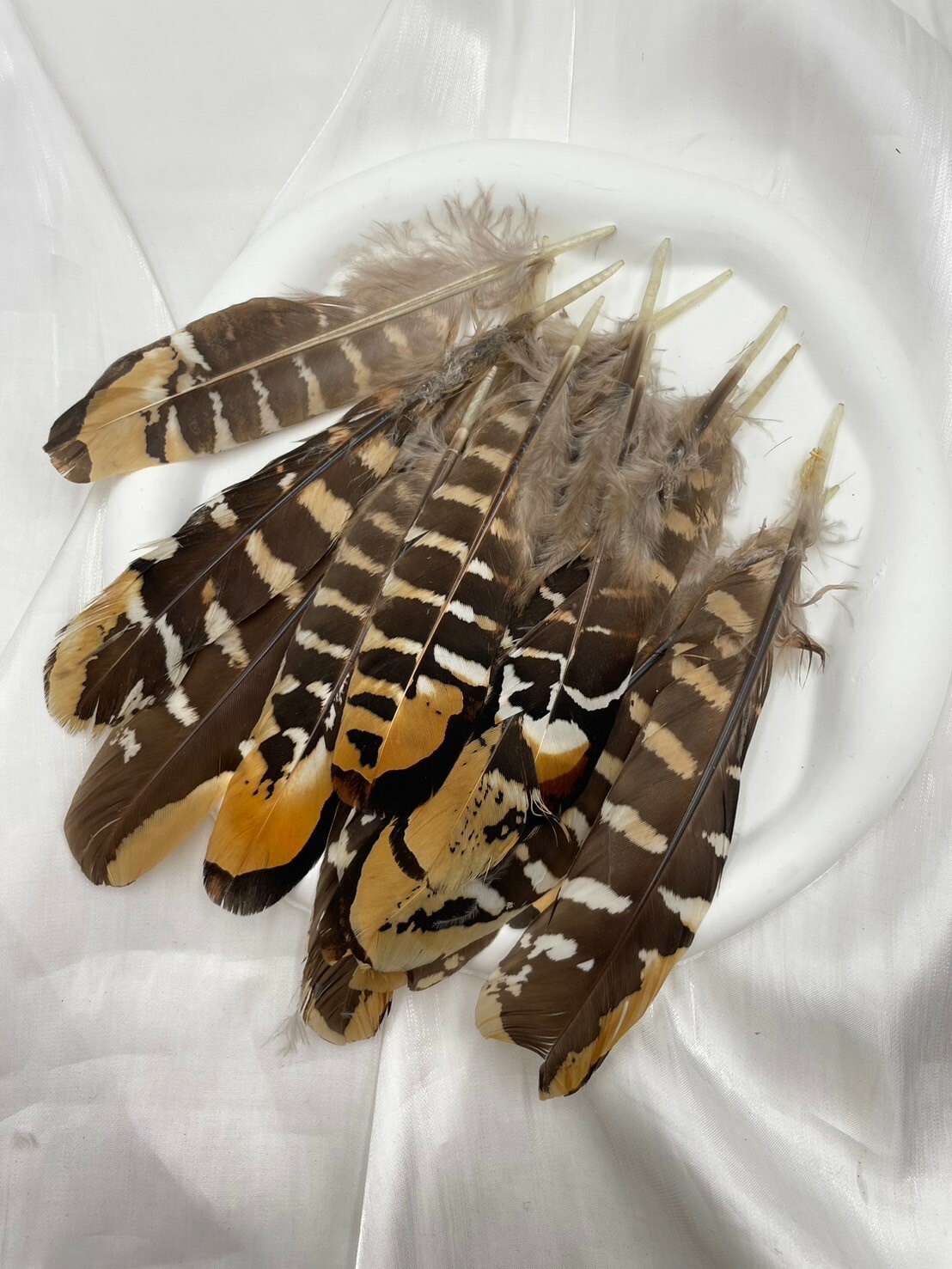 地雞窩翎.約16-18cm