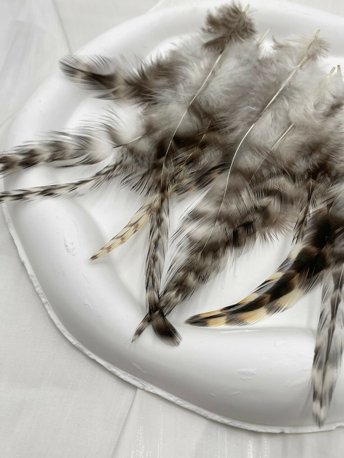 青蘆花尖.約7-13cm約50根入