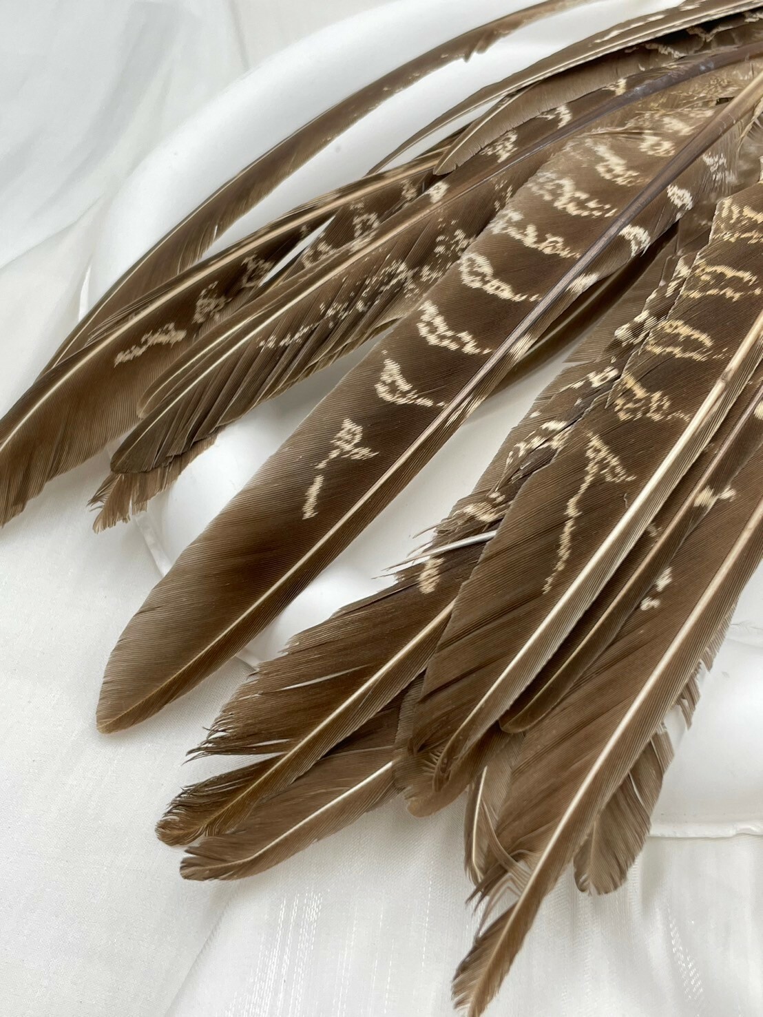 母雞刀翎.約15-20cm