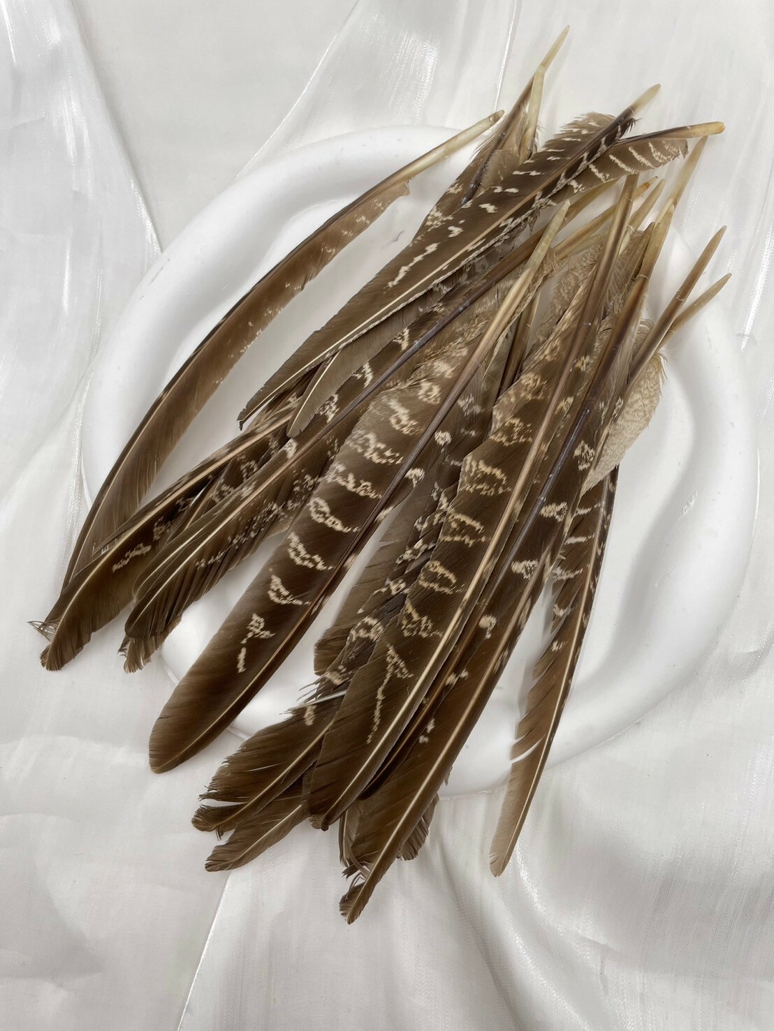 母雞刀翎.約15-20cm