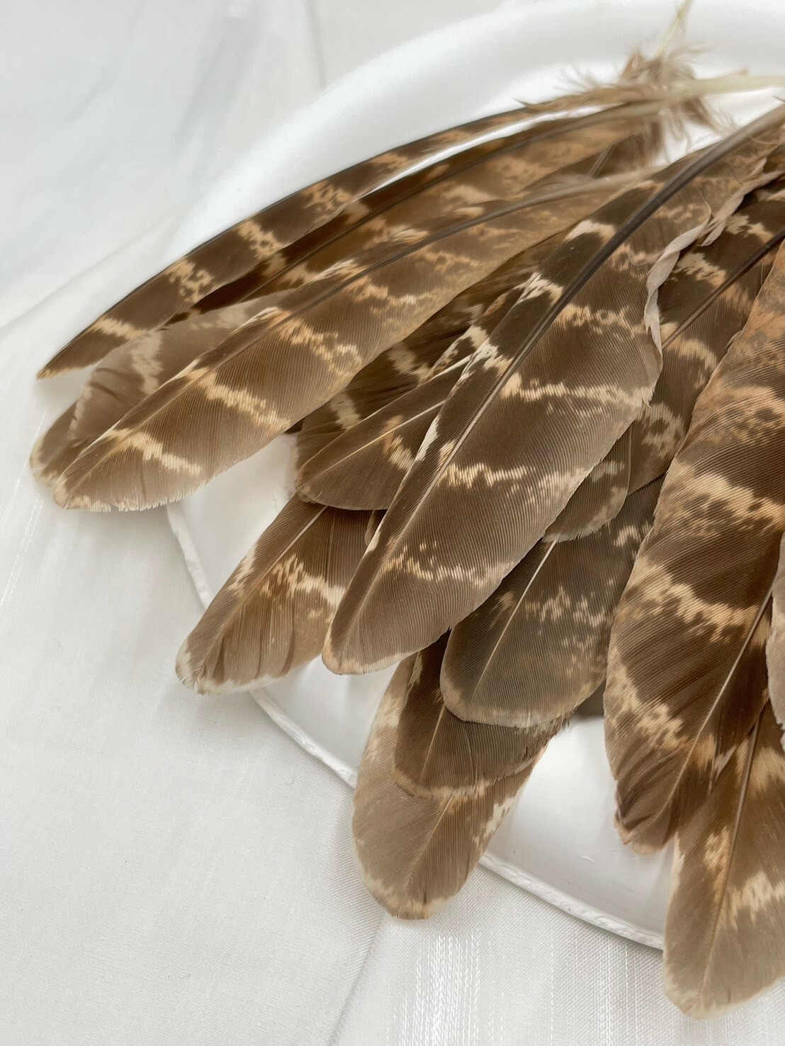 母地雞窩翎.約10-15cm