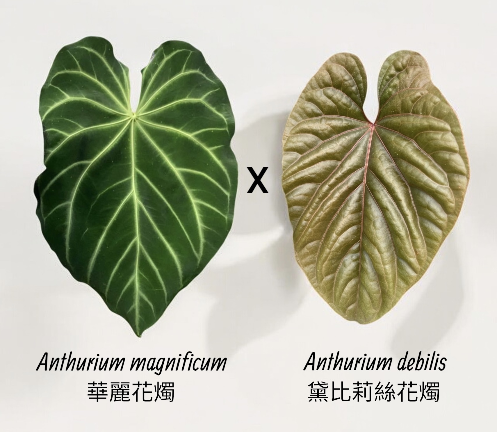 アンスリウム　debilis デビリス レア！ アンスリウム デビリス Anthurium debilis - メルカリ