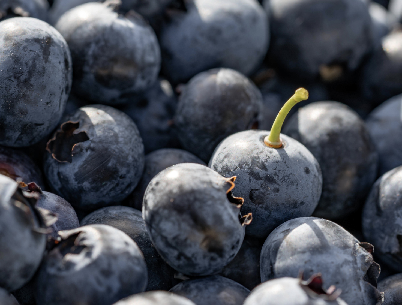 Descriptive Text for Image