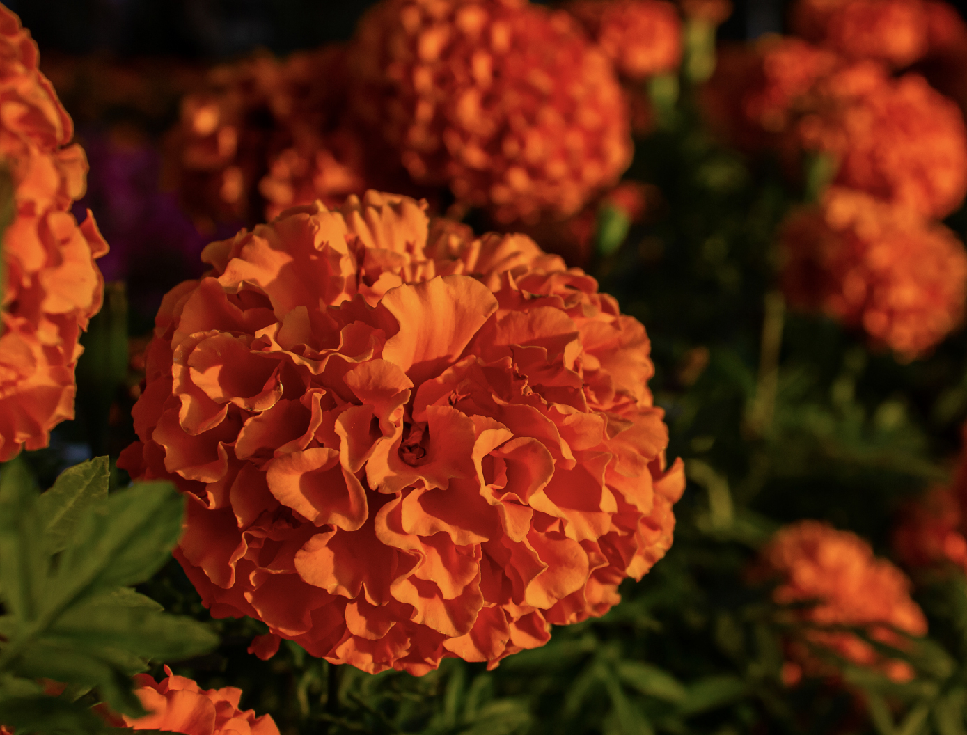 Descriptive Text for Image