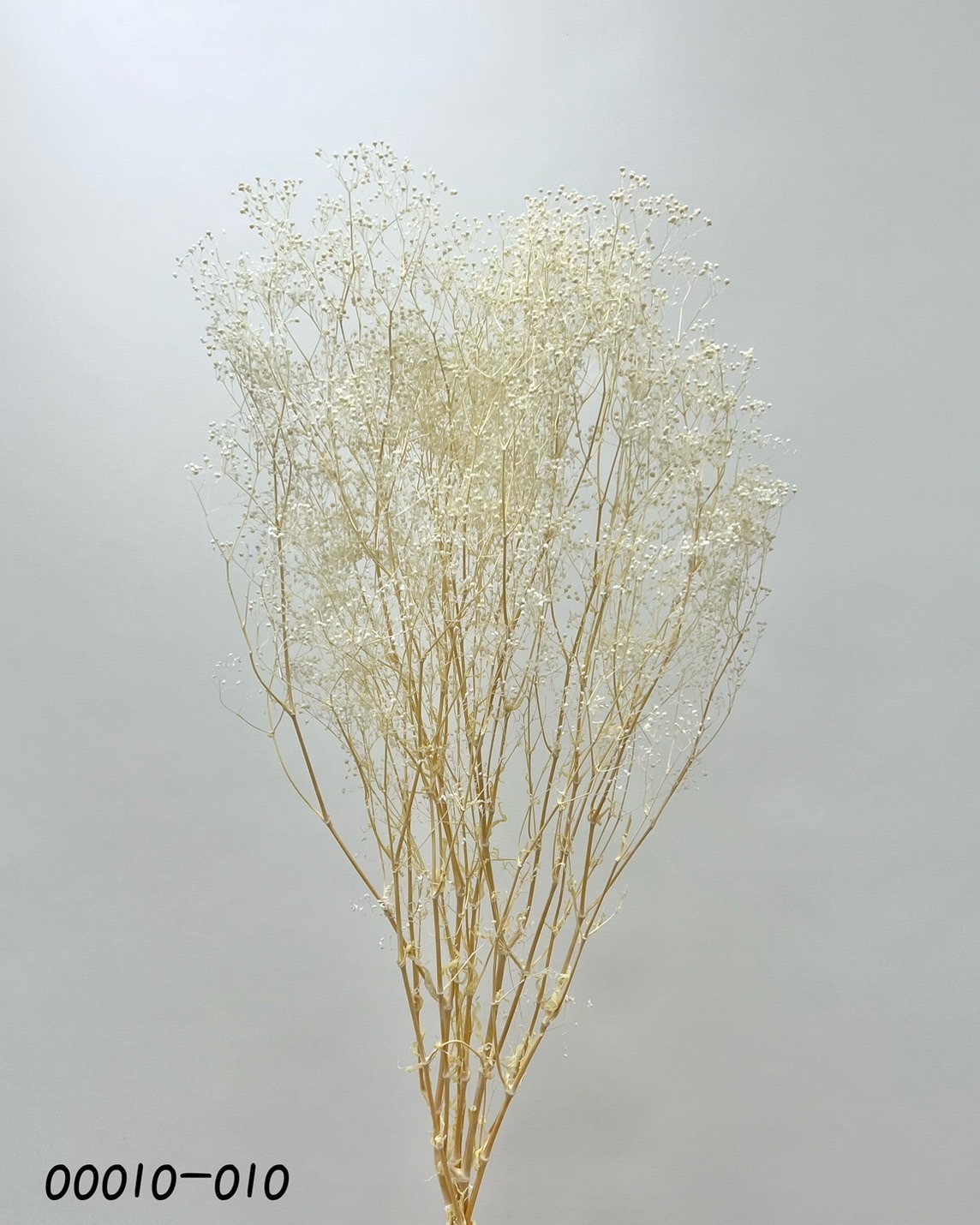 日本不凋迷你滿天星 00010-010