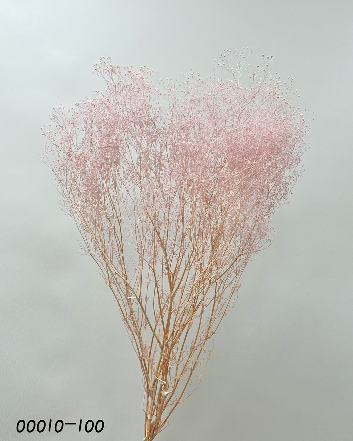 日本不凋迷你滿天星 00010-100