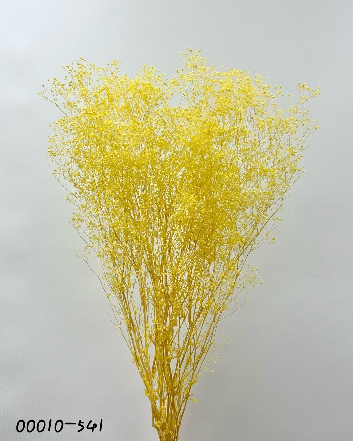 日本不凋迷你滿天星 00010-541