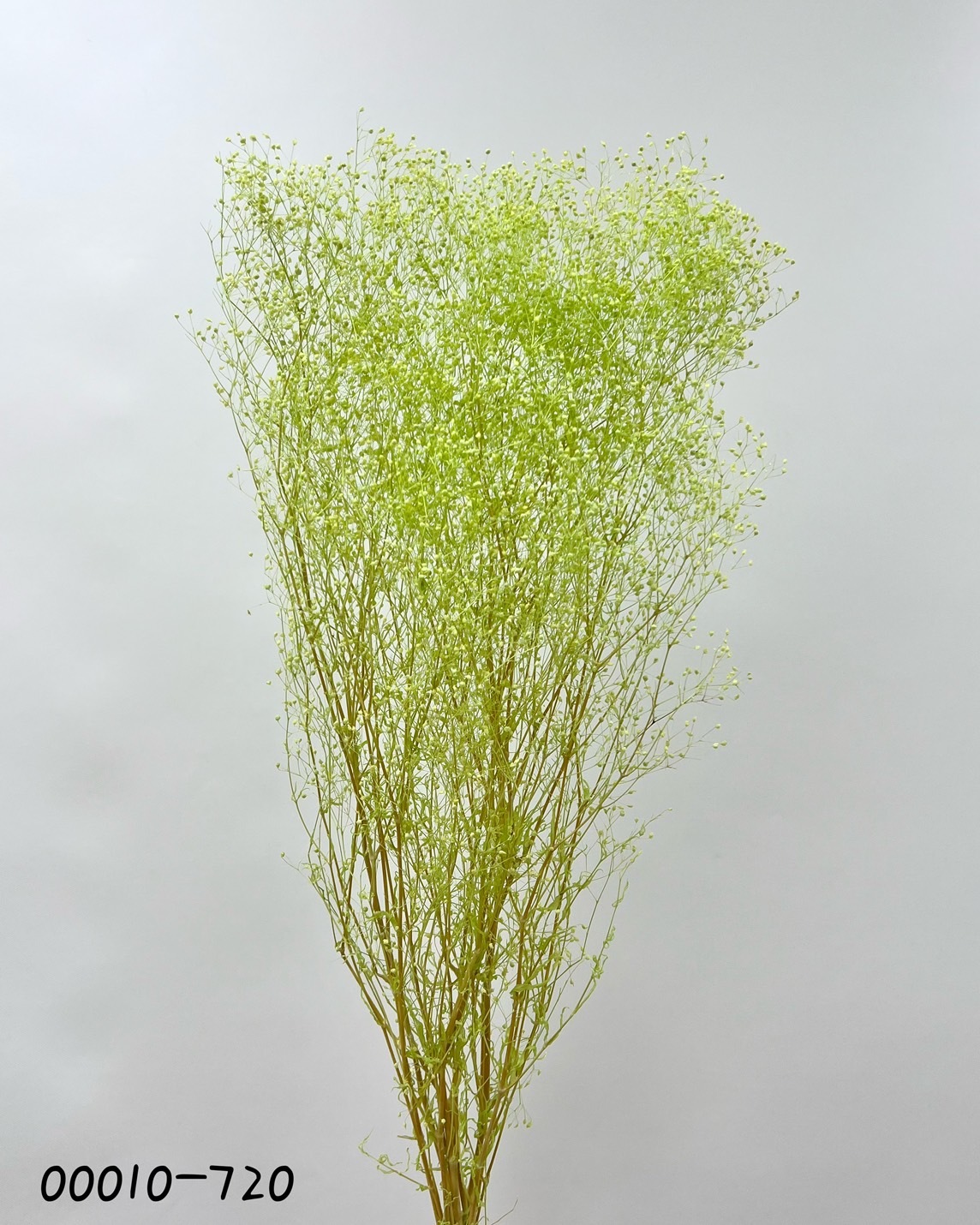 日本不凋迷你滿天星 00010-720