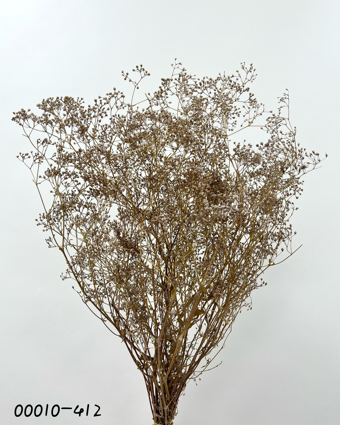 日本不凋迷你滿天星 00010-412