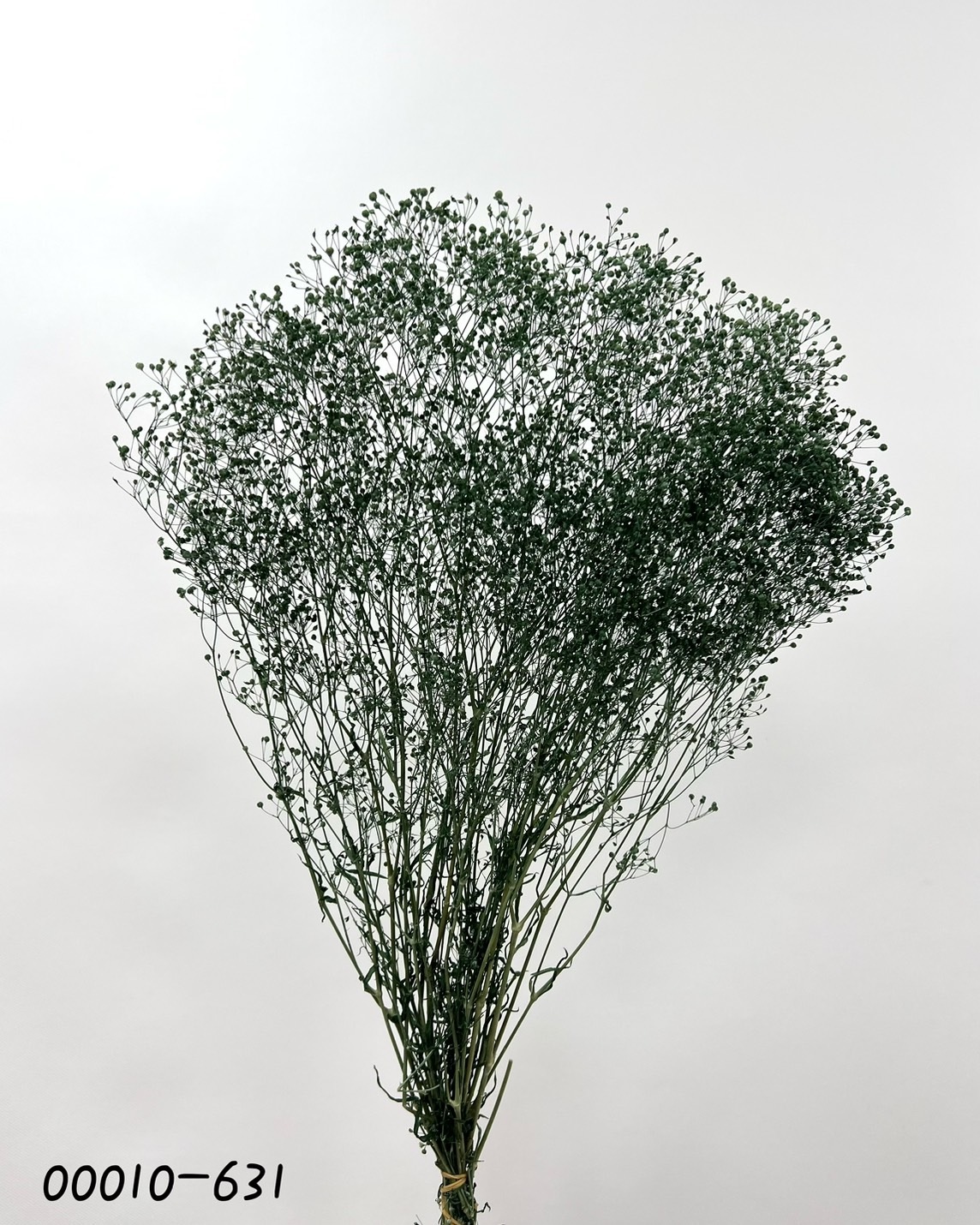 日本不凋迷你滿天星 00010-631